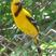 Yellow Oriole